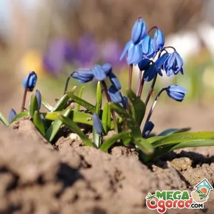 Сибирски описание синчец и характеристики на култивиране