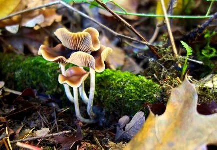 Psilocybe cyanescens опасността, че малка гъбичка