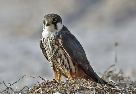 Bird хищници, земя - уникална планета!