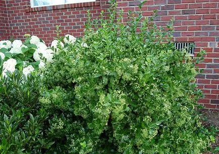 Завод Euonymus - засаждане и грижи със снимки