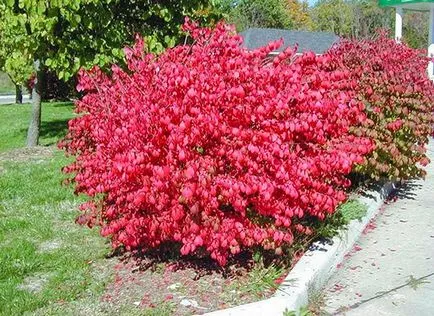 Завод Euonymus - засаждане и грижи със снимки