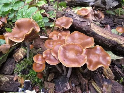 Psilocybe cyanescens опасността, че малка гъбичка