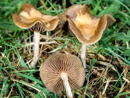 Psilocybe cyanescens a veszélye, hogy a kis gomba