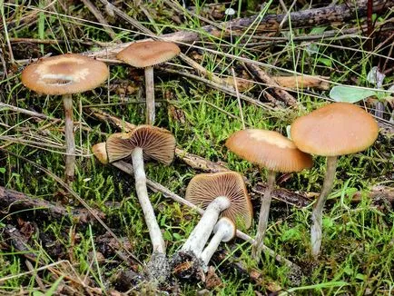 Psilocybe cyanescens опасността, че малка гъбичка