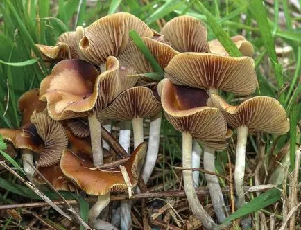 Psilocybe cyanescens a veszélye, hogy a kis gomba