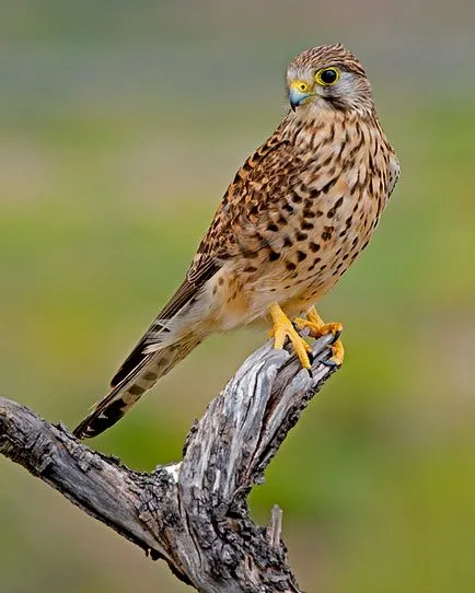 Bird ragadozók, a föld - egy egyedülálló bolygó!