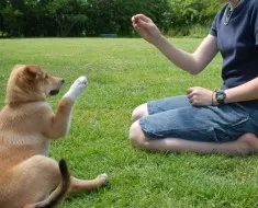 Препоръки опитни кучета, работещи как да се направи едно куче порочен и агресивен към непознати