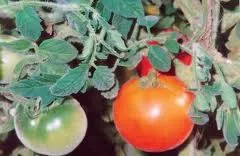 soiuri de tomate Dimensiune catifea - tomate în creștere în seră