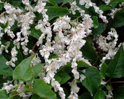 Knotweed растениевъдството, грижи