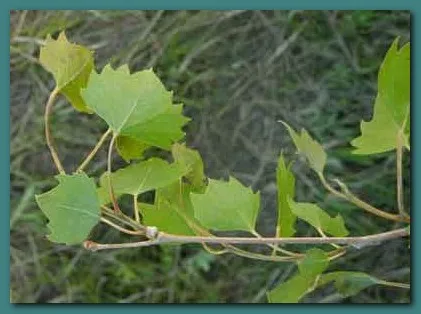 Plantele sunt în căutarea pentru apă