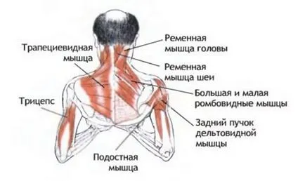 Разтягане на мускулите на гърба, симптомите и лечението на травмата, как да се отнасяме, масаж