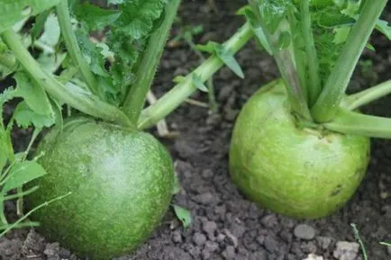 Retek Margelan ültetés és gondozás, betegség, ültetés dátumok, fotók