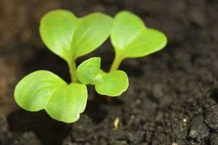 plantare Ridichea Margelan și de îngrijire, de boală, datele de plantare, fotografii