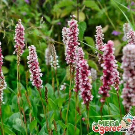 O varietate de tipuri de troscot flori, în special cultivarea sa de origine și de reproducție