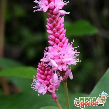 Разнообразие от видове цветя Knotweed, особено си домашно отглеждане и размножаване