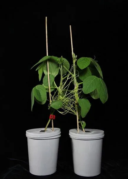 Plantele comunica prin intermediul cuscută