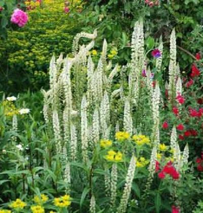 Reseda illatos - fajta, egyre nagyobb a mag, a nyári nap rezidens