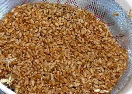 рецепта и готвене видео каша пшеница за водка за това как да се направи от царевица, както доставят без