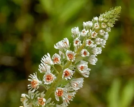 Reseda illatos növekvő magról, leírás, hasznos tulajdonságok és ellenjavallatok