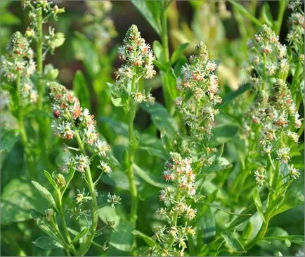 Reseda illatos, a fajok és fajták, egyre nagyobb a mag, ültetés, gondozás