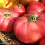 Розови домати по-добри сортове и характеристики на отглеждането им