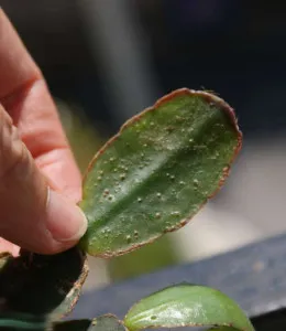 îngrijire Rhipsalidopsis la domiciliu, vederi, fotografii și, spre deosebire de Schlumbergera