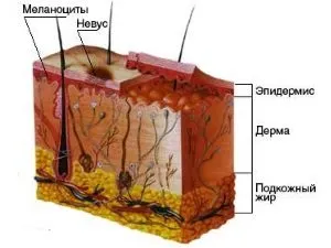 Anyajegy, a lágyék férfiaknál és nőknél értéke