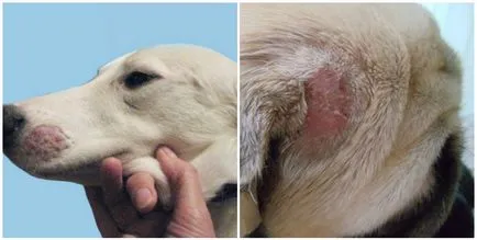 Pink pecingine la câini cauze, simptome, tratament