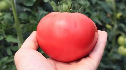 Pink paradicsom jobb fajták és jellemzőinek növekvő