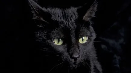 Orosz fekete macska, macska körül