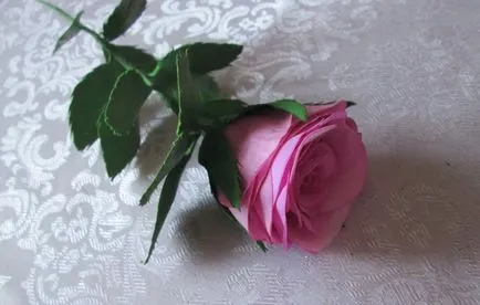 Rose 3 foamirana mesterkurzus, 3 gyönyörű rózsa (fotó), a mester-osztály foamirana