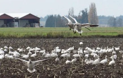 Rotary eke jellemzőit és leírás