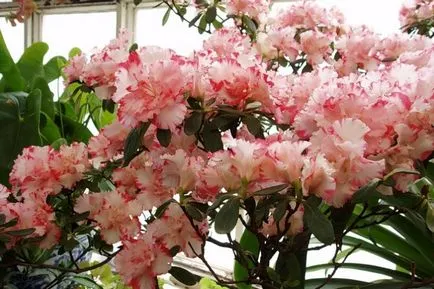 Rhododendron грижи, поливане, торене