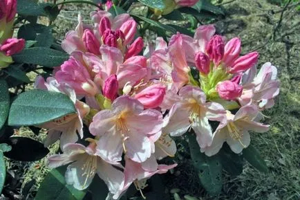 îngrijire Rhododendron, udare, fertilizare