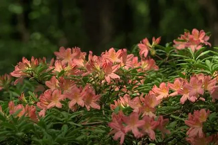 Rhododendron грижи, поливане, торене