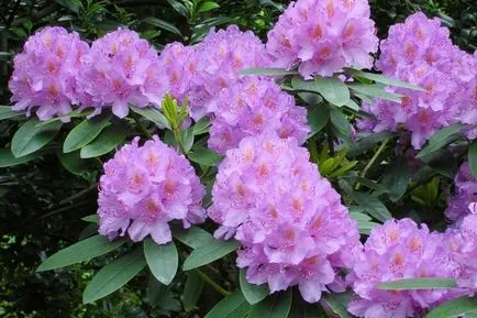 îngrijire Rhododendron, udare, fertilizare