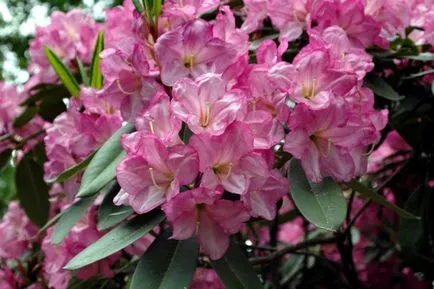 Rhododendron грижи, поливане, торене