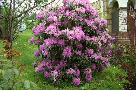 Rhododendron грижи, поливане, торене