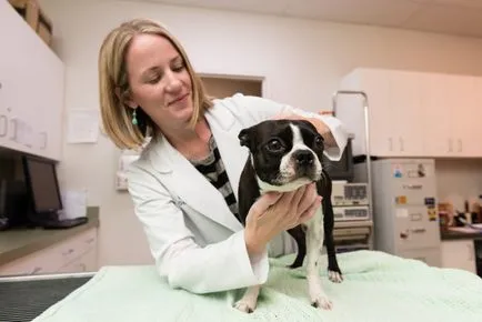 Pink ótvar kutyáknál okoz, tünetei, kezelése