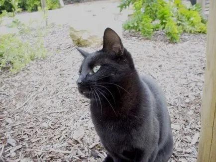 Orosz fekete macska, macska körül