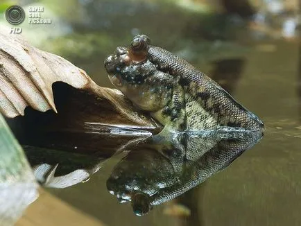 Pește crawling pe un iad copac