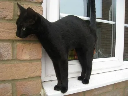 Руската черна котка, котка около