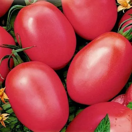tomate roz soiuri mai bune și caracteristici ale acestora în creștere