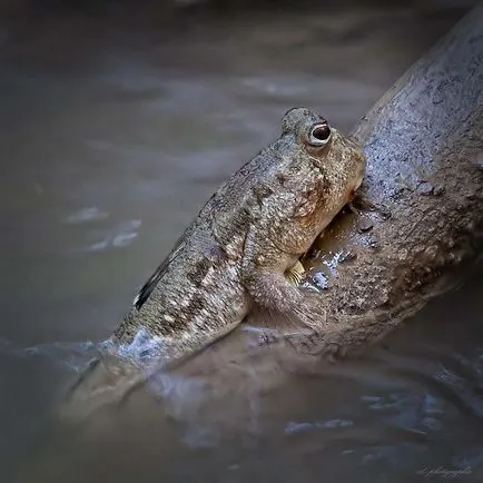 Pește crawling pe un iad copac