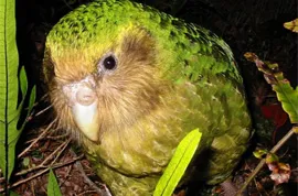 A legérdekesebb tények papagájok, vivareit