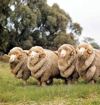 Най-разпространената порода овце в Австралия - Merino
