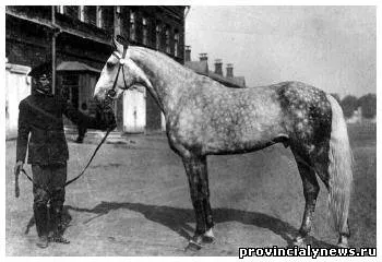 A legismertebb és híres lovak története