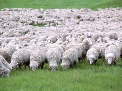 A legelterjedtebb fajta juhok Ausztráliában - Merino