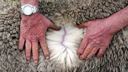 A legelterjedtebb fajta juhok Ausztráliában - Merino