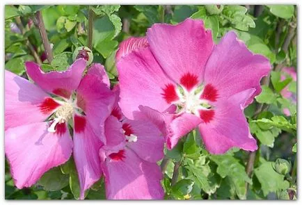 hibiszkusz kert